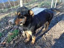 BLACKY, Hund, Mischlingshund in Rumänien