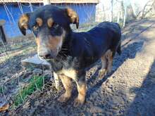 BLACKY, Hund, Mischlingshund in Rumänien - Bild 12