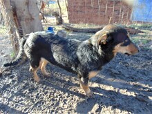BLACKY, Hund, Mischlingshund in Rumänien - Bild 13