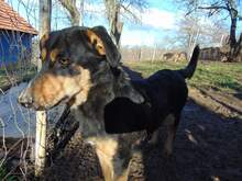 BLACKY, Hund, Mischlingshund in Rumänien - Bild 14