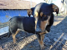 BLACKY, Hund, Mischlingshund in Rumänien - Bild 19