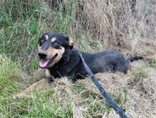BLACKY, Hund, Mischlingshund in Rumänien - Bild 2