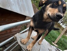 BLACKY, Hund, Mischlingshund in Rumänien - Bild 20