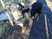 BLACKY, Hund, Mischlingshund in Rumänien - Bild 21