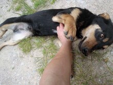 BLACKY, Hund, Mischlingshund in Rumänien - Bild 3