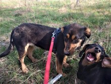 BLACKY, Hund, Mischlingshund in Rumänien - Bild 7