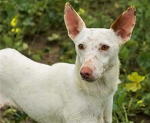 RONNIE, Hund, Mischlingshund in Spanien - Bild 1