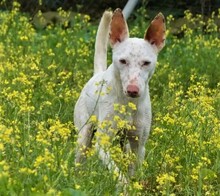 RONNIE, Hund, Mischlingshund in Spanien - Bild 2