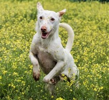 RONNIE, Hund, Mischlingshund in Spanien - Bild 3
