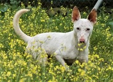 RONNIE, Hund, Mischlingshund in Spanien - Bild 4