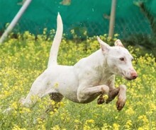 RONNIE, Hund, Mischlingshund in Spanien - Bild 5