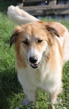 KAIRA, Hund, Mischlingshund in Griechenland - Bild 1