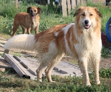 KAIRA, Hund, Mischlingshund in Griechenland - Bild 10