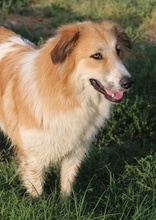 KAIRA, Hund, Mischlingshund in Griechenland - Bild 11