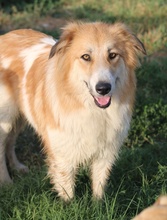 KAIRA, Hund, Mischlingshund in Griechenland - Bild 12