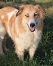 KAIRA, Hund, Mischlingshund in Griechenland - Bild 13