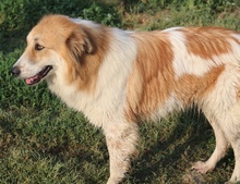 KAIRA, Hund, Mischlingshund in Griechenland - Bild 14