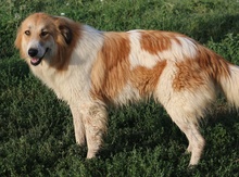 KAIRA, Hund, Mischlingshund in Griechenland - Bild 15