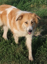 KAIRA, Hund, Mischlingshund in Griechenland - Bild 16