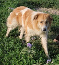 KAIRA, Hund, Mischlingshund in Griechenland - Bild 18