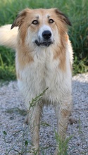 KAIRA, Hund, Mischlingshund in Griechenland - Bild 19