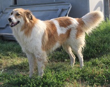 KAIRA, Hund, Mischlingshund in Griechenland - Bild 2
