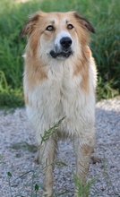 KAIRA, Hund, Mischlingshund in Griechenland - Bild 20