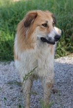 KAIRA, Hund, Mischlingshund in Griechenland - Bild 21