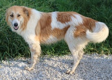 KAIRA, Hund, Mischlingshund in Griechenland - Bild 22