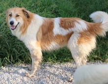 KAIRA, Hund, Mischlingshund in Griechenland - Bild 23