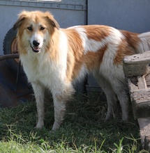 KAIRA, Hund, Mischlingshund in Griechenland - Bild 24