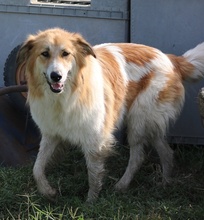 KAIRA, Hund, Mischlingshund in Griechenland - Bild 25