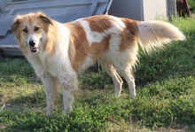 KAIRA, Hund, Mischlingshund in Griechenland - Bild 3
