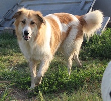 KAIRA, Hund, Mischlingshund in Griechenland - Bild 4