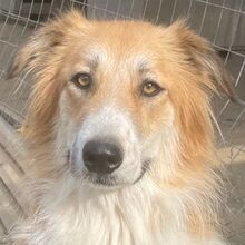 KAIRA, Hund, Mischlingshund in Griechenland - Bild 6