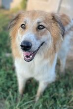 KAIRA, Hund, Mischlingshund in Griechenland - Bild 7