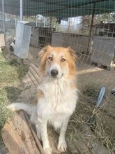 KAIRA, Hund, Mischlingshund in Griechenland - Bild 9