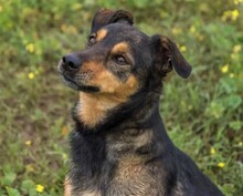 NOTA, Hund, Mischlingshund in Spanien - Bild 3