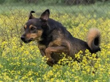 NOTA, Hund, Mischlingshund in Spanien - Bild 4