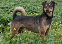 NOTA, Hund, Mischlingshund in Spanien - Bild 5