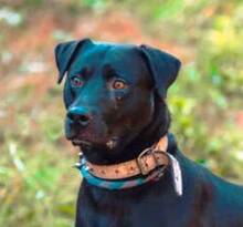 IDAR, Hund, Dobermann-Labrador-Mix in Slowakische Republik - Bild 1