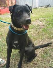 IDAR, Hund, Dobermann-Labrador-Mix in Slowakische Republik - Bild 10