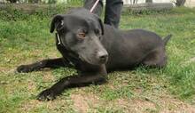 IDAR, Hund, Dobermann-Labrador-Mix in Slowakische Republik - Bild 11