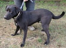 IDAR, Hund, Dobermann-Labrador-Mix in Slowakische Republik - Bild 12