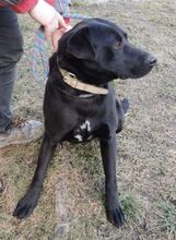 IDAR, Hund, Dobermann-Labrador-Mix in Slowakische Republik - Bild 13