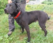 IDAR, Hund, Dobermann-Labrador-Mix in Slowakische Republik - Bild 2