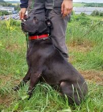 IDAR, Hund, Dobermann-Labrador-Mix in Slowakische Republik - Bild 3