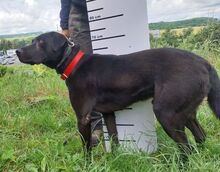 IDAR, Hund, Dobermann-Labrador-Mix in Slowakische Republik - Bild 4