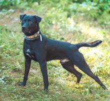 IDAR, Hund, Dobermann-Labrador-Mix in Slowakische Republik - Bild 5