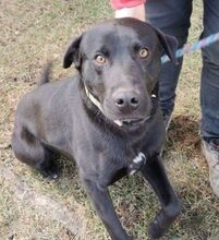 IDAR, Hund, Dobermann-Labrador-Mix in Slowakische Republik - Bild 6